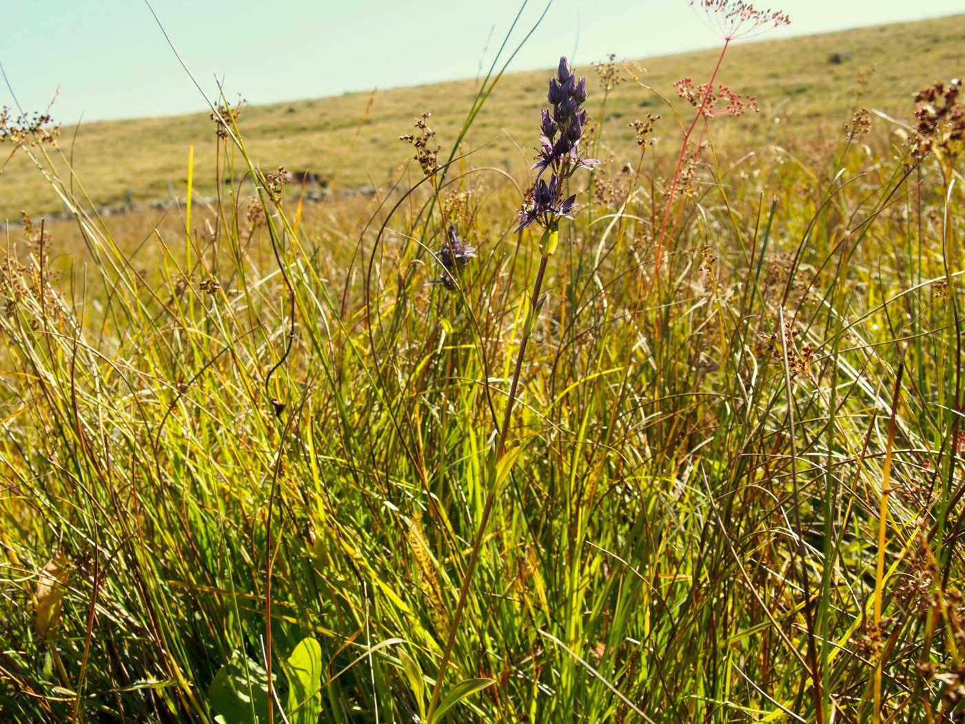 Felwort plant